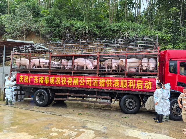 廣東諸事成農(nóng)牧有限公司活豬供港順利啟動(dòng).jpg