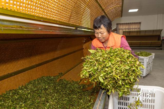 鐵山茶場茶葉加工廠內(nèi)工人正在搖青。袁群華 攝